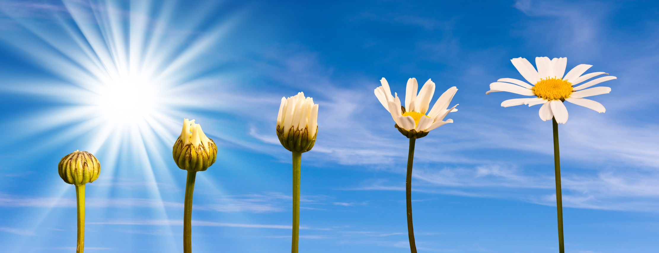 Etapes de la croissance d'une marguerite, fond ciel